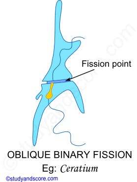 Oblique binary fission, Sexual reproduction in Paramecium, Asexual reproduction in Paramecium, Phylum protozoa reproduction